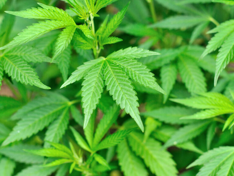 Cannabis Leaves