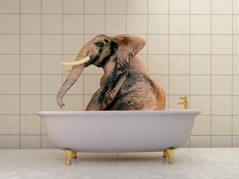 Elephant in bathtub