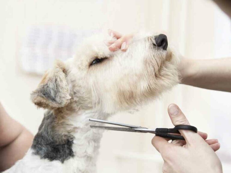 Dog being groomed